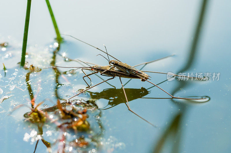 在池塘表面交配的一对水黾- Gerridae